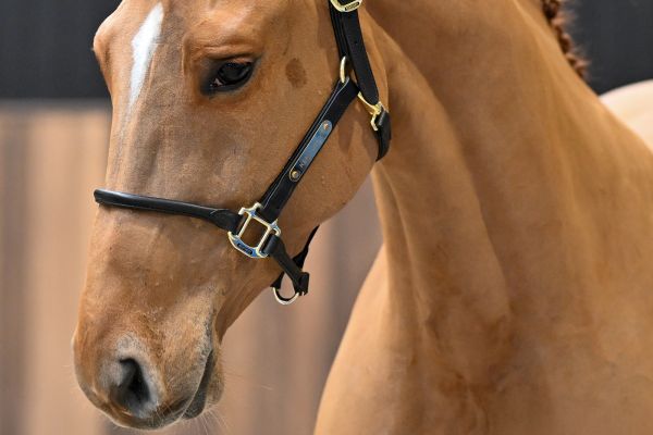 Kyros de Kalvarie Z - 1