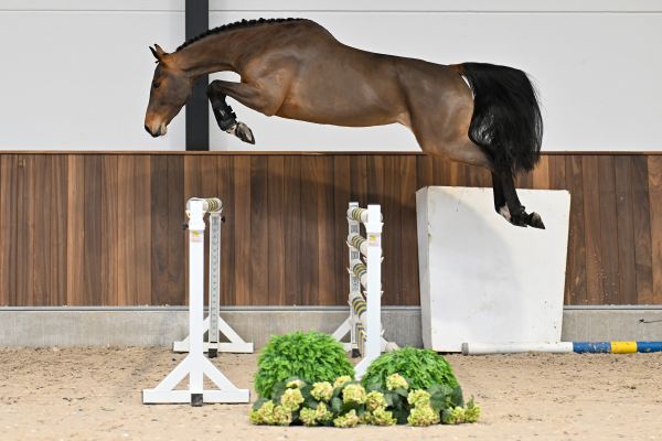 Wadonna van de Pereboom - 2