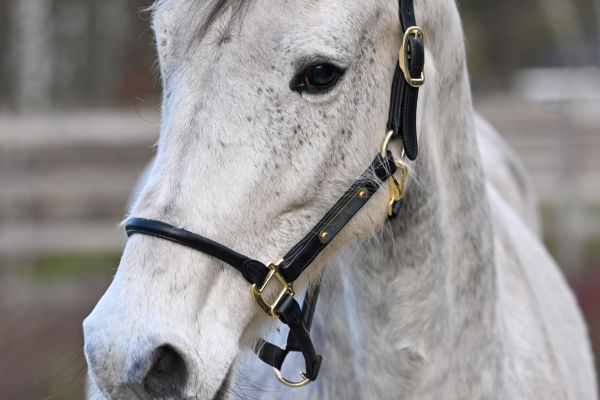 Limited Edition Z - 1