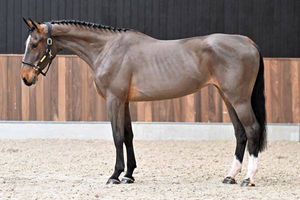 All Star vd Paepehoeve Z