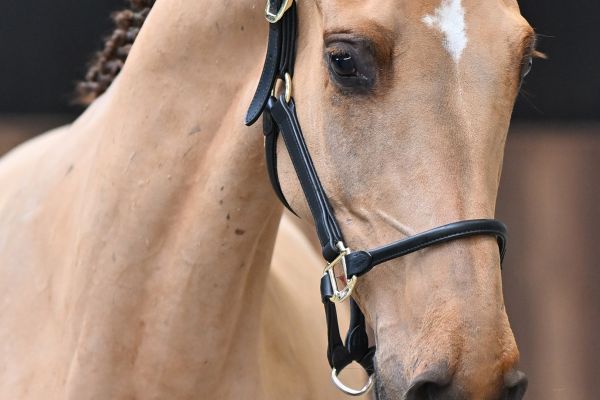 Ché van Schuttershof Z - 1