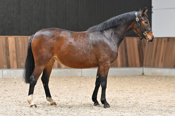 Tequila van het Reigersnest Z