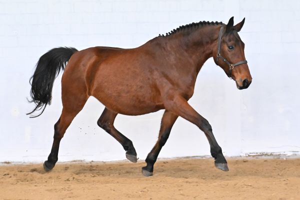 Euridice van de Donkhoeve