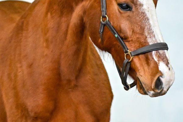 Olympia van de Donkhoeve - 1