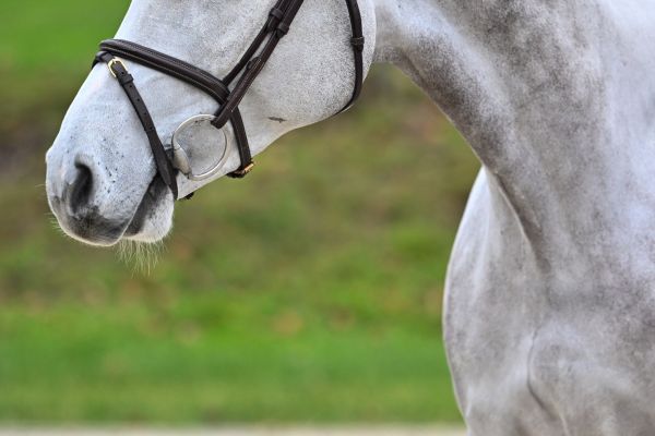 Kings of Leon D'Utah 1