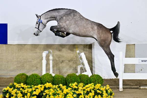 Conrad Gold vd Pannenboer Z