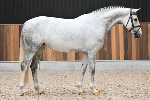 Easter Van Twelve Oaks Z 3