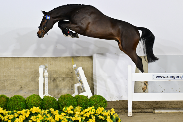 Toledo van de Molendreef Z