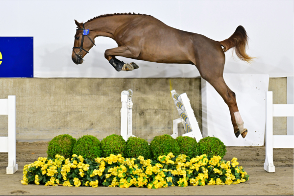 Another Belle van 't Hagenhof