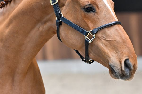 Wicked vd Withoeve 1