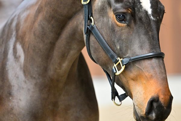 Arturo vd Withoeve 1