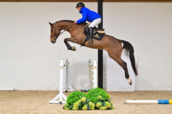 Don Diego de Bornival Z under the saddle