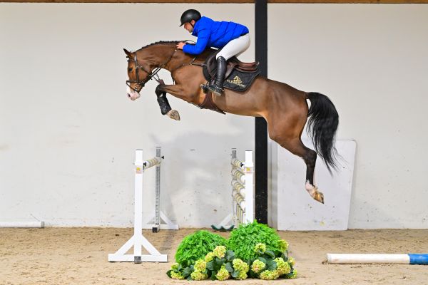 Chaconda PS under the saddle