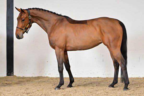 Lollipop de Courcel 3