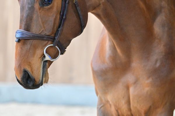 Chacco Gold du Prieur&eacute; de Seny 1