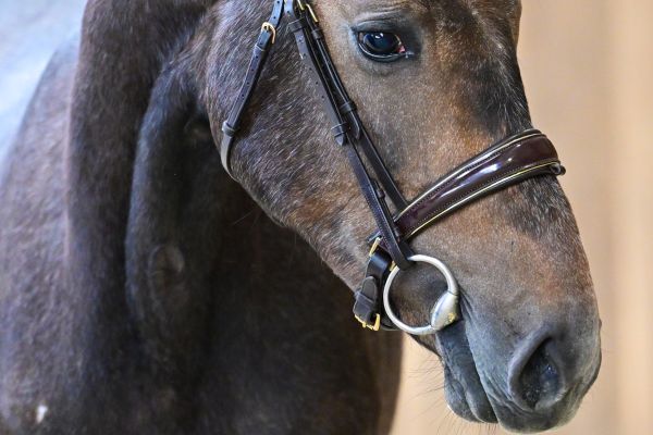 Never Too Late De La Hamente Z 1