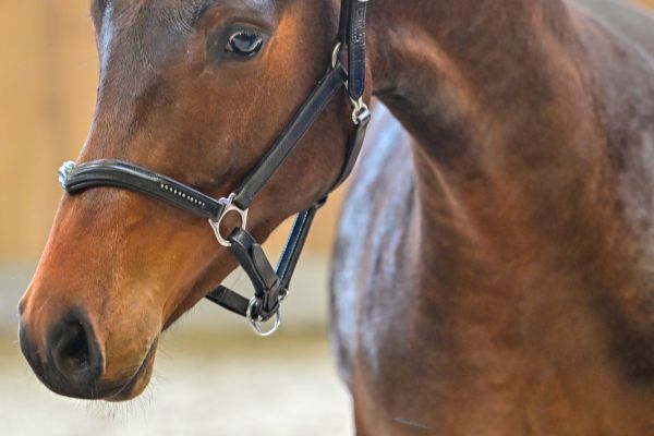 Thy's my life du Bel Horizon 1