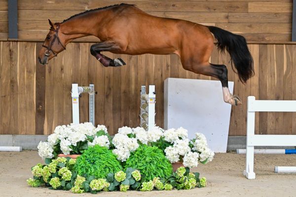 ROTHSCHILD DU FOURCROIX 2