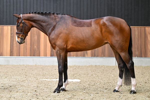 Violetta van 't Hoogeinde 3