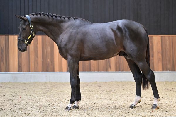 Dalton van de Boortoren Z 3