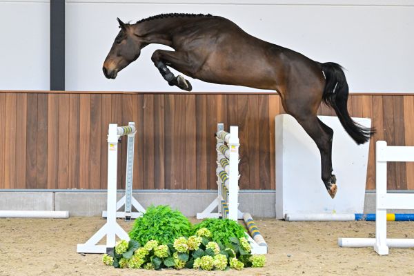 Valverde vd withoeve 2