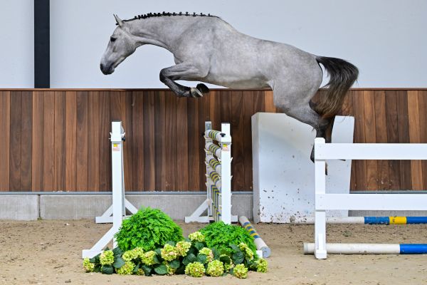 Ceo of Colours CK Z 2