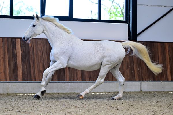 Chouchou 3