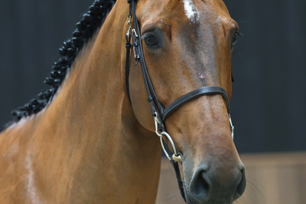 Umi van 't Meerhof 1