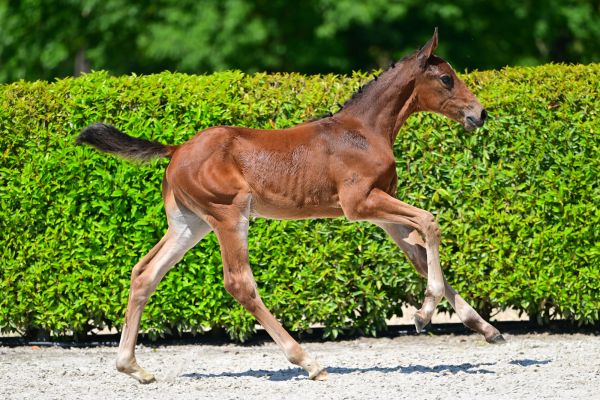 Dreamboy vd Schrale Hamme Z 3