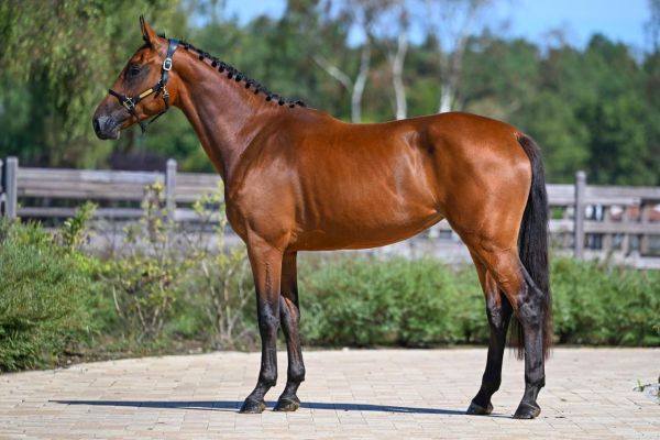 Charming Luci vd XXLNT Farm Z stand