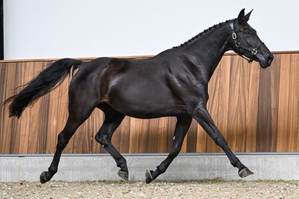 Dabelle van de Haterbeek Z - 3