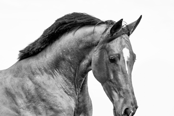 RobNathalieOudsbergen103122_gilmore-5870-Edit3