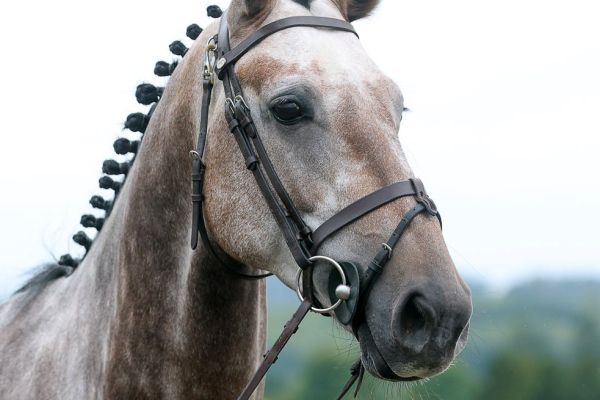 Opium d'Hortincourt 2