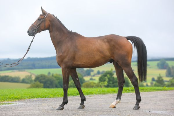 Oh Hercule du Bois du But