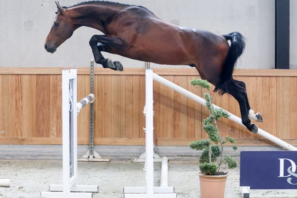 Carleye Blofagnu Z - 4