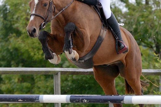 Papillon de Nalonsart 2