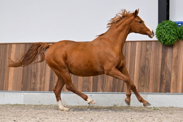 KARTOUSKA VAN DE PIETAKKER - 4