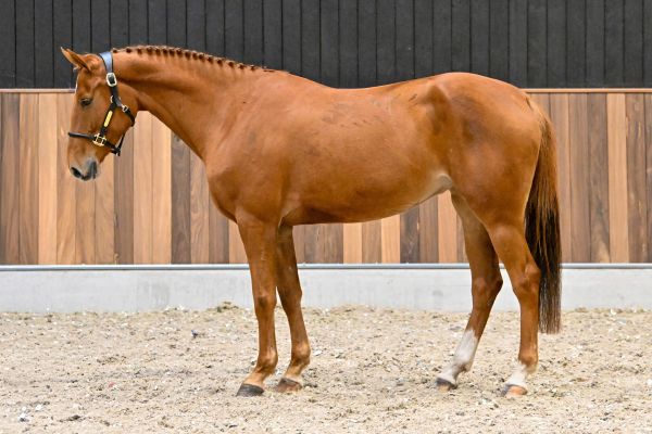 TWILIGHT VAN 'T ROOSAKKER - 3