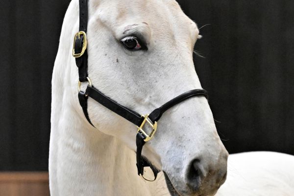 As Cold as Ice Alpha Z - 2