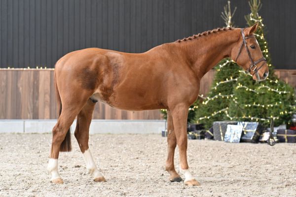 Vikto van 't Heike - 2