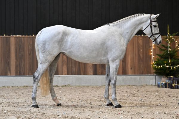 Tortuga van de Trepkes