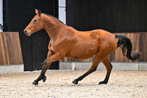 Quite Easy van Dorperheide - 4