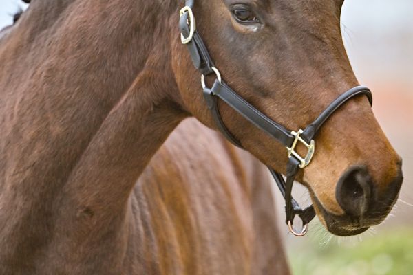 Nikita van het Leliehof - 2