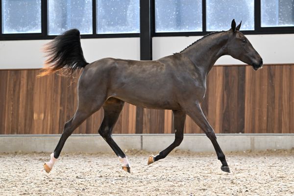 Jane du Dieu d'Arras Z - 4