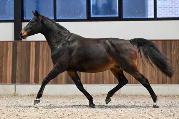 Iloise-K van Kattenheye Z - 4