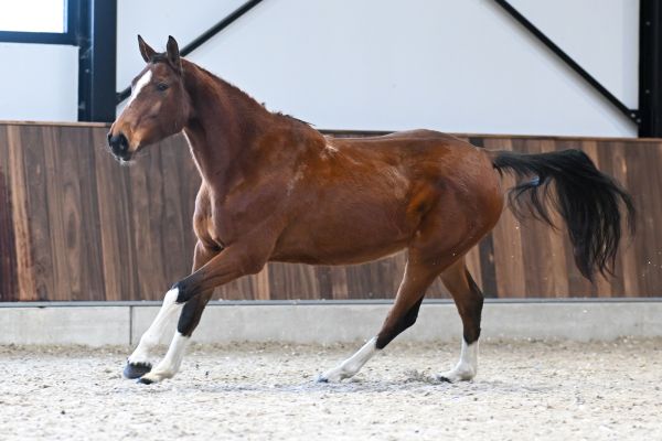 Quilina van 't Merelsnest - 4