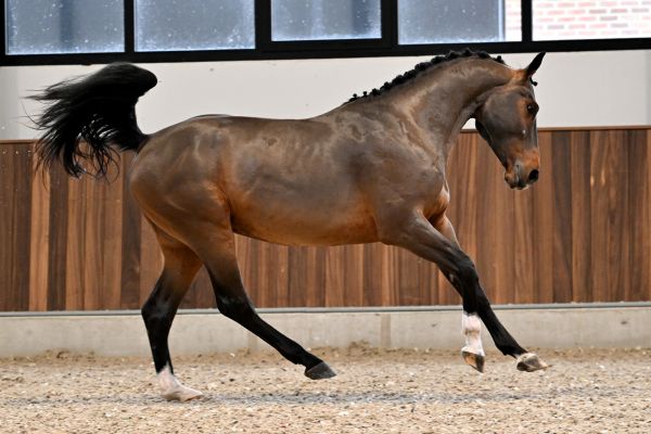 William di Jonella - 2