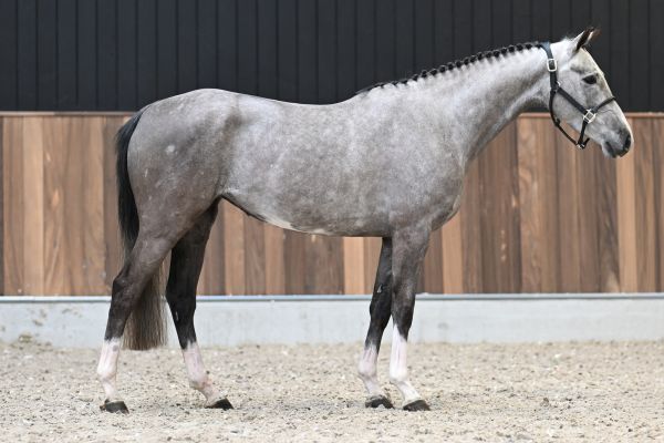 Voila vd Berghoeve - 5