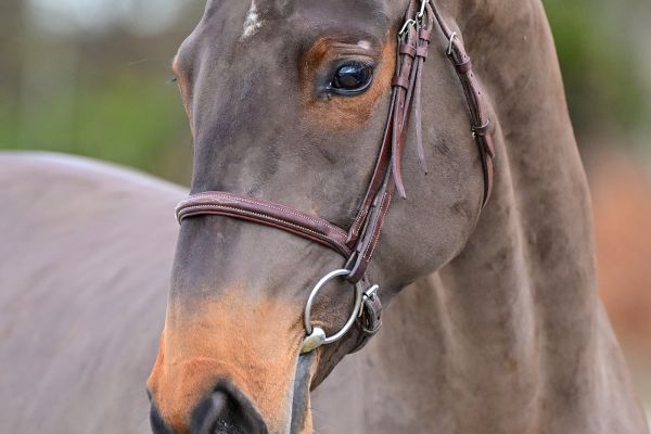 Eros vb Berghoeve Z - 1