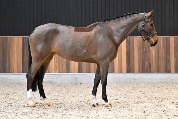 Tweety van 't Pardassenhof